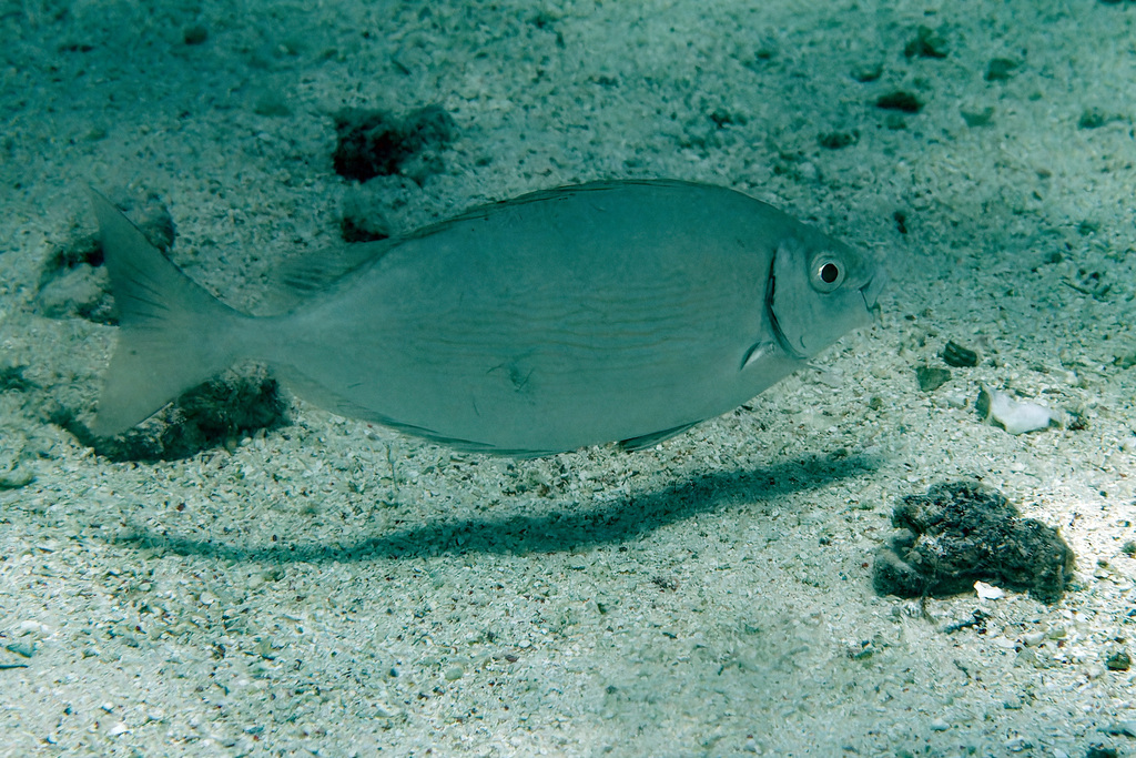 Rivulated Rabbitfish